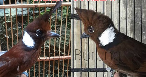Ciri Perbedaan Burung Cililin Jantan Betina Muda Dan Dewasa