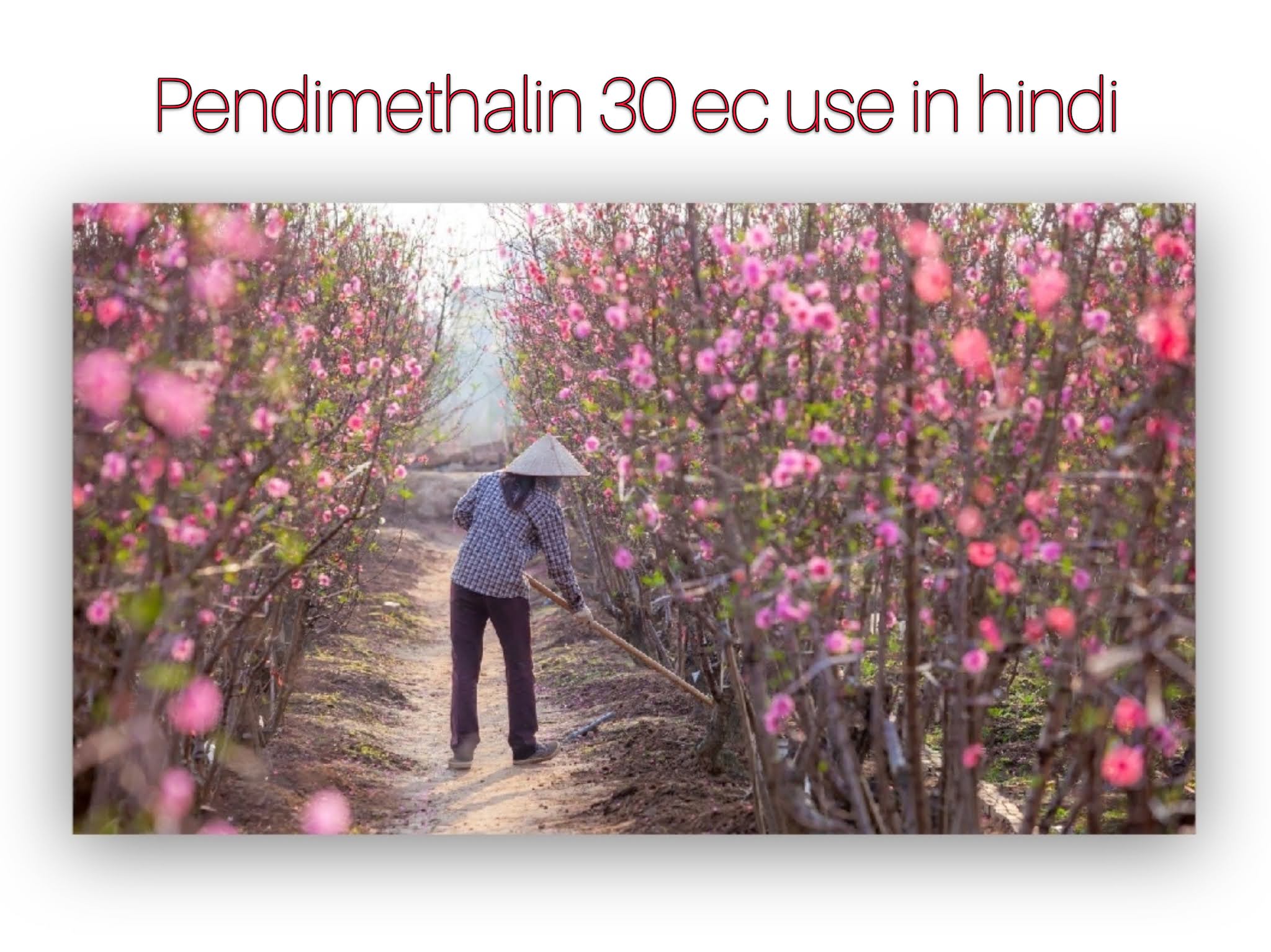 Pendimethalin 30 ec use in hindi, benifits, dose, Brand Name