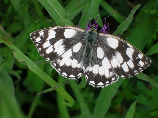 Marbled white butterfly. Photo copyright Mike Symes (Al Rights Reserved)