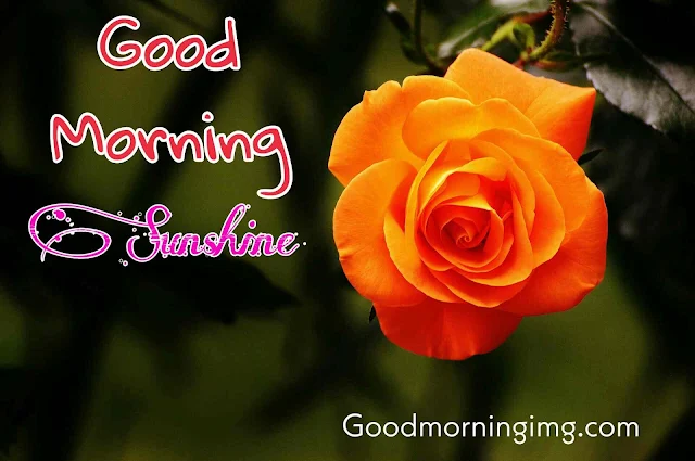 Good Morning Images With Orange Rose flower