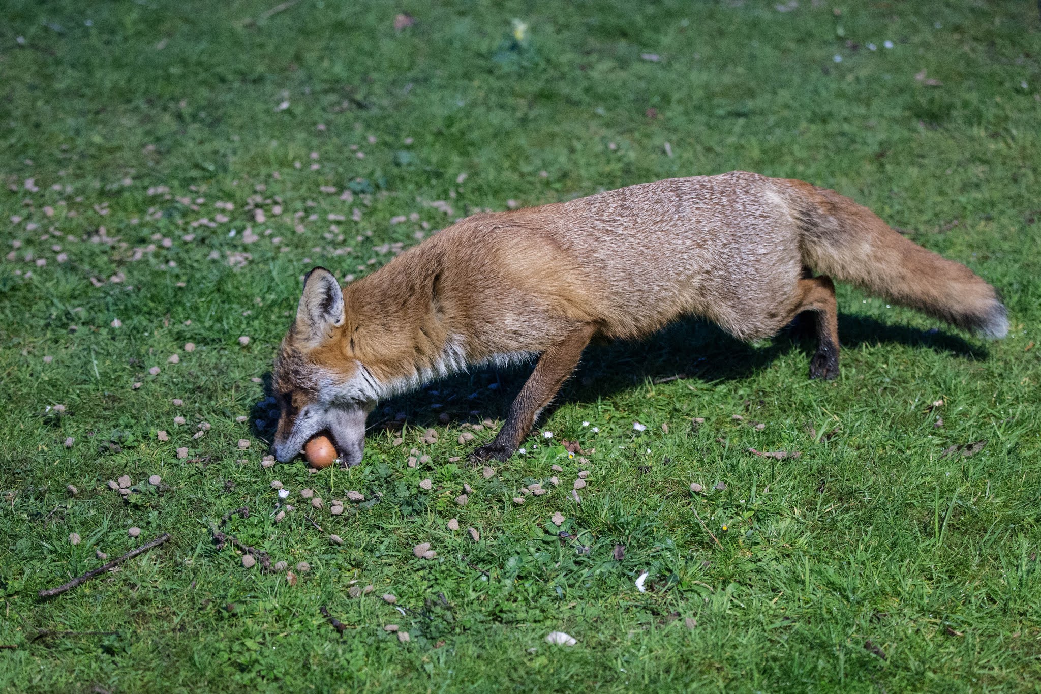 TrogTrogBlog Foxes and eggs