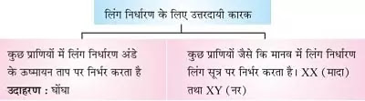 10 Class Science Notes in hindi chapter 9 Heredity and Evolution
