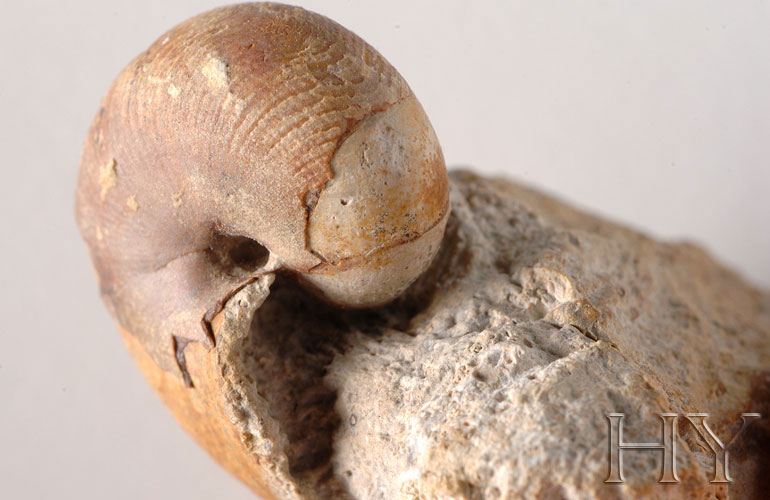 The Fact Of Creation FOSSIL MUSEUM SY0113 NAUTILUS