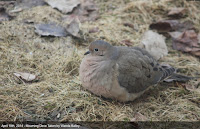 Mourning dove, PEI, Canada - by Wanda Bailey, Apr. 2014