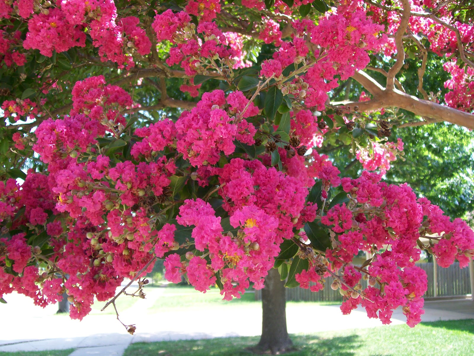 Rockhounding Around Crepe Myrtle