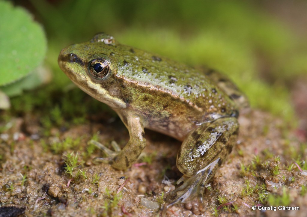 Kleiner Staudengarten Juli 2017