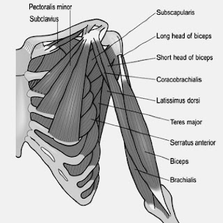 Deep Muscle of Anterior Chest and Arm
