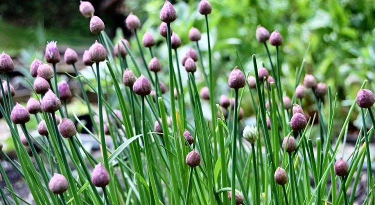 Chives in flower bud
