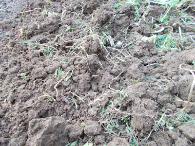 Digging in green manure 80 Minute Allotment Green Fingered Blog