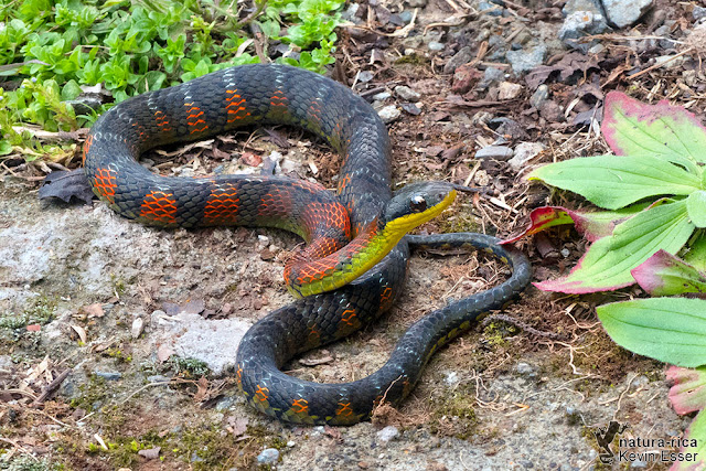 Erythrolamprus epinephalus - Fire-bellied Snake