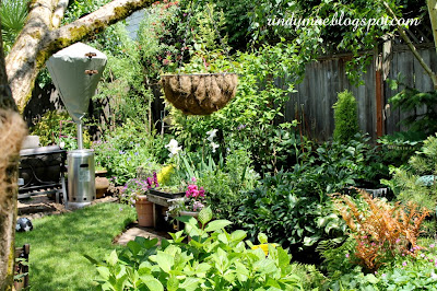 Rindy Mae: The Second Week Of May In The Garden