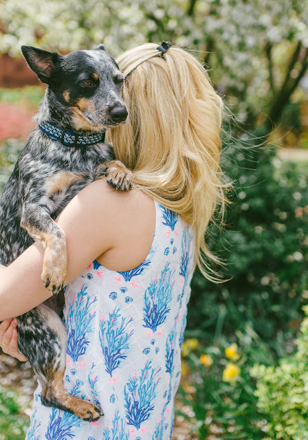 australian cattle dog blue heeler