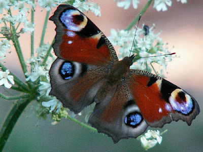خلفيات وصور فراشات 2020 للكمبيوتر واللابتوب والموبايل - Beautiful butterfly photos  Butterfly-pictures%2B%252811%2529