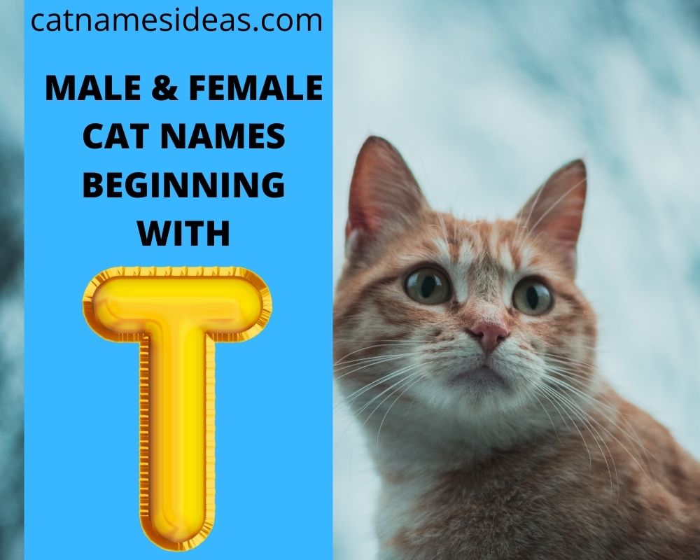 unique cat names unique cat names