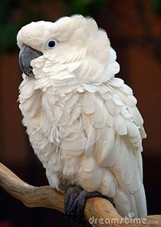 parrot images