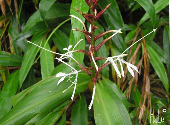 Hedychium yunnanense