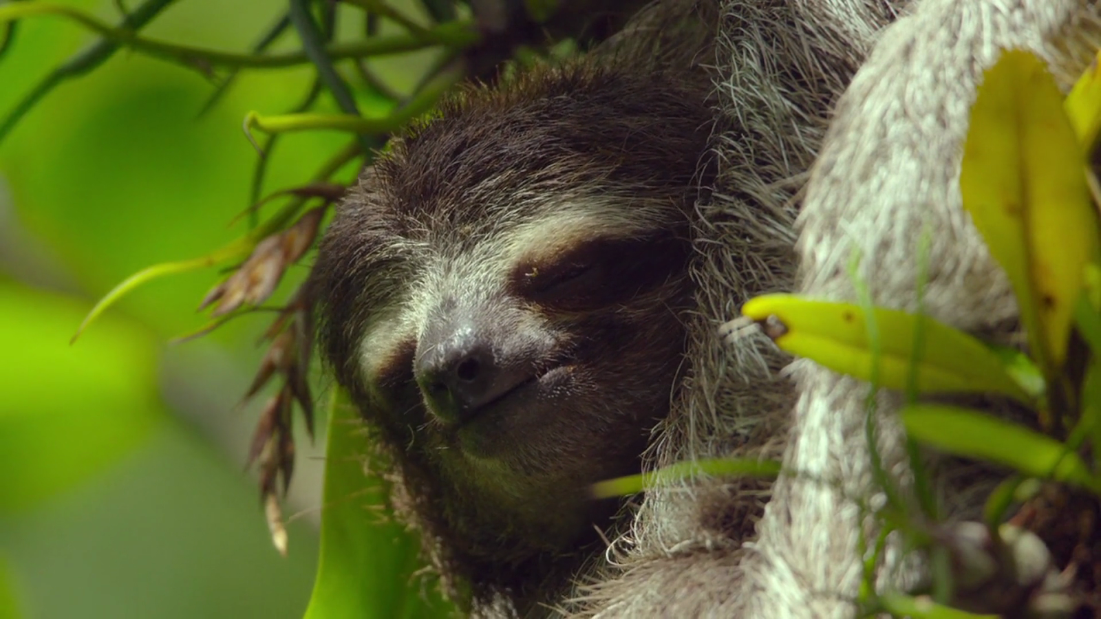 включи земля 1 потрясающий. Bbc один потрясающий день. земля: один потрясающий. включи земля 1 потрясающий. один день на земле фильм.