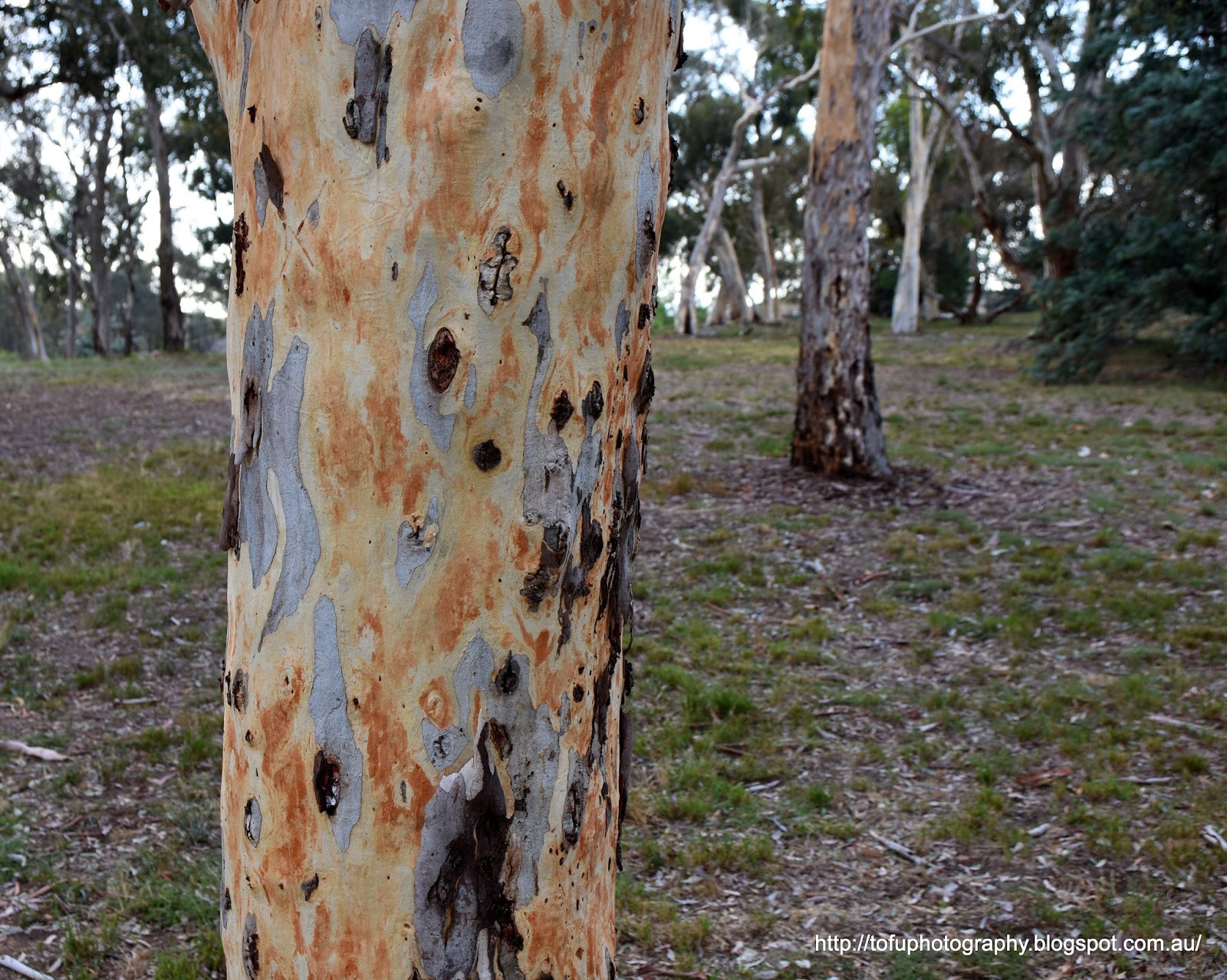 Tofu Photography A Eucalyptus tree trunk in Bruce, Canberra