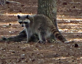 Racoons at Hunting Island State Park in South Carolina by dearmissmermaid.com