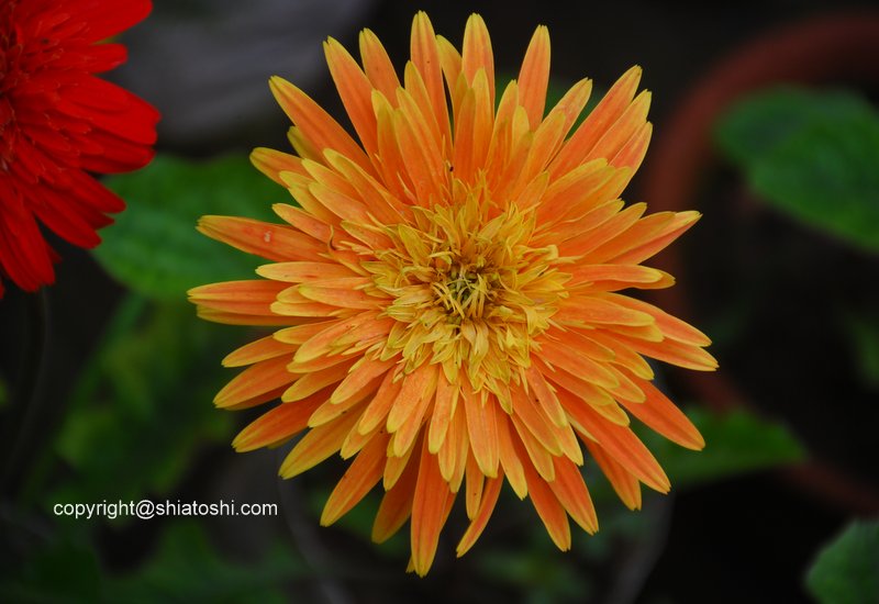 Future Plants By Randy Stewart Butterfly Bush