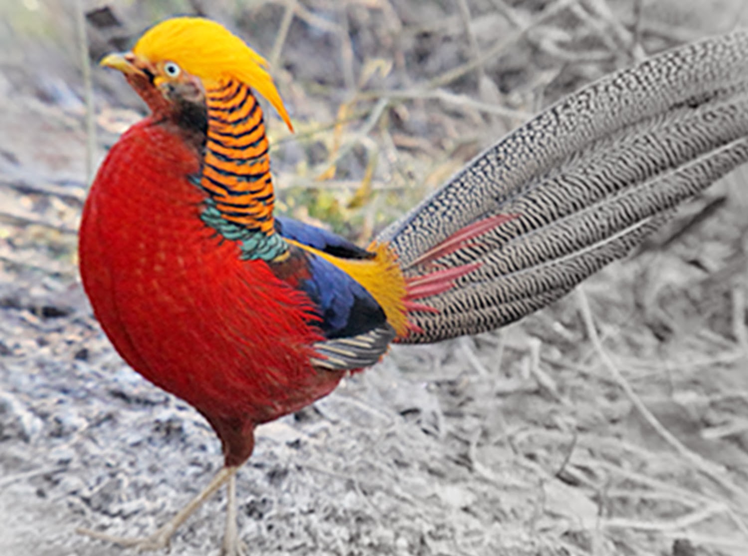 10 Jenis Burung Paling Cantik dari Seluruh Penjuru Dunia 