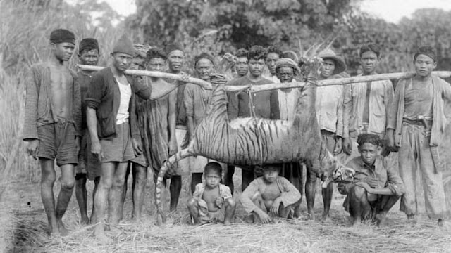 Sejak 1980-an Dinyatakan Punah, Diduga Harimau Jawa ini Terjepret Kamera di Ujung Kulon, Fotonya Begitu Mirip