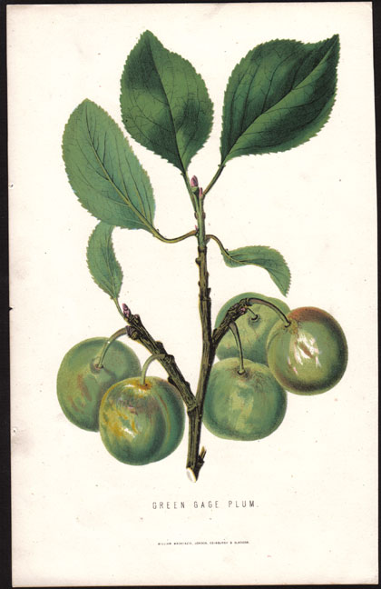 creed acqua fiorentina perfumed oil