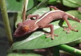 Tips Lengkap Gecko : Cara Memelihara Hingga Merawatnya Tips Lengkap Gecko : Cara Memelihara Hingga Merawatnya