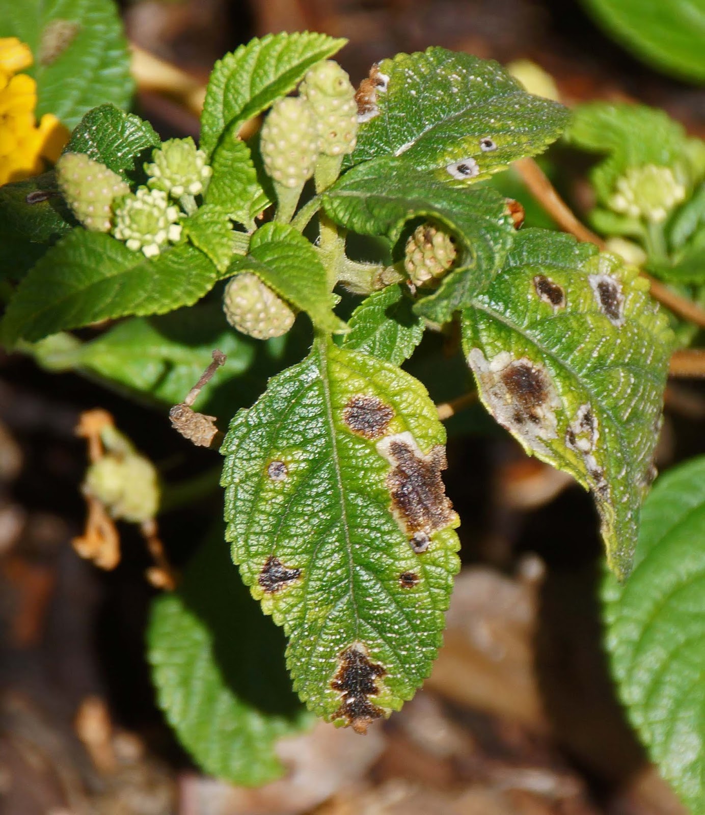 "Lucky" Series Lantanas And The Quest For Easy Hot Weather Color