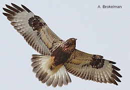 Rough-legged Hawk (light)