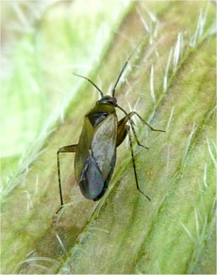 Green Insect Scotland Insects of Scotland: True Bugs