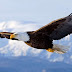 Águila Calva Americana, símbolo nacional de los Estados Unidos - En directo