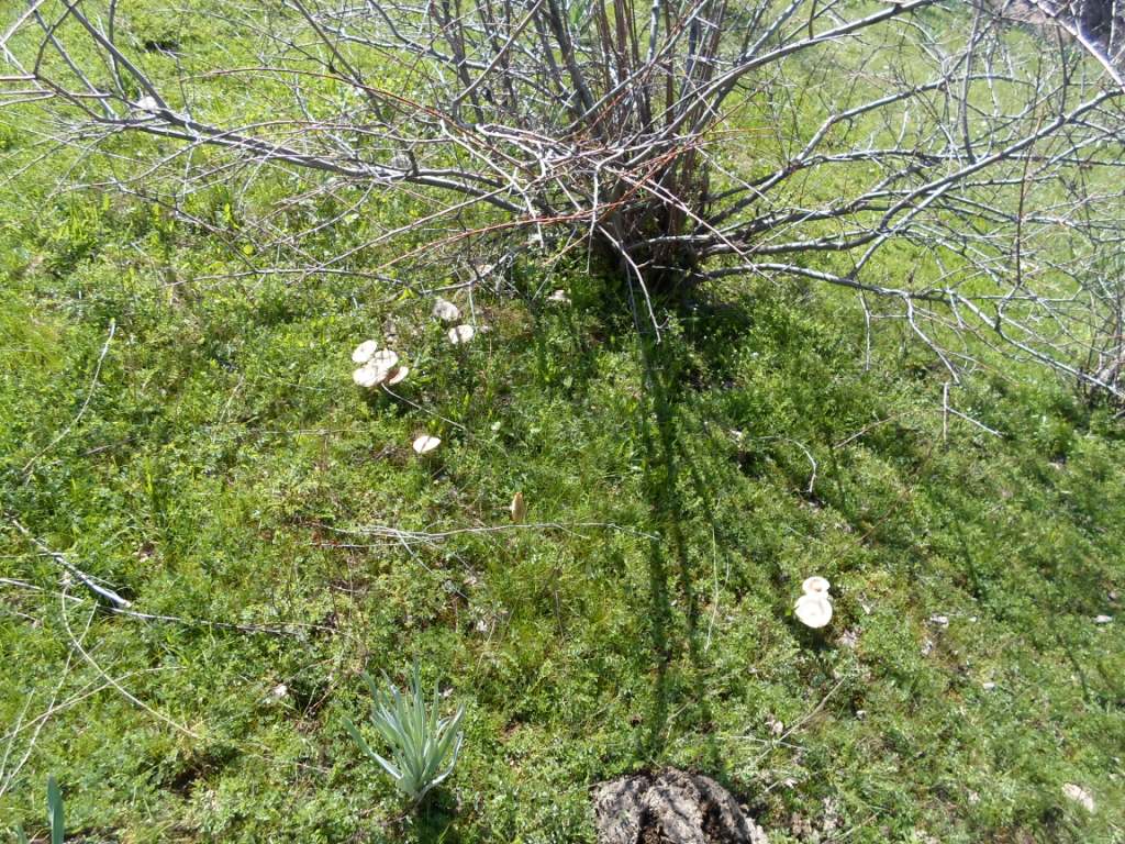 Грибы в таджикистане в горах