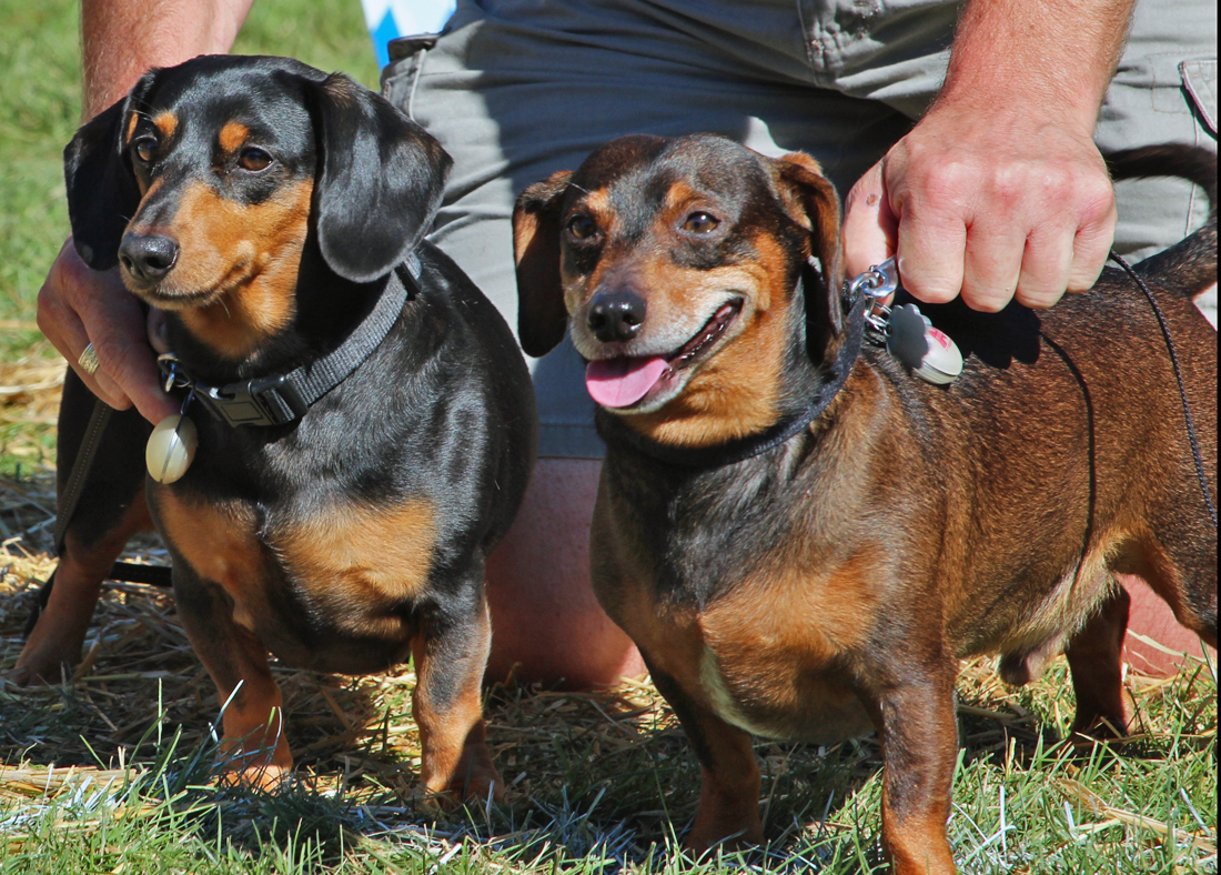 The Ched Curtain Wiener Dogs and Beer