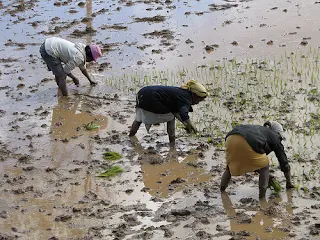 Planting rice in Africa