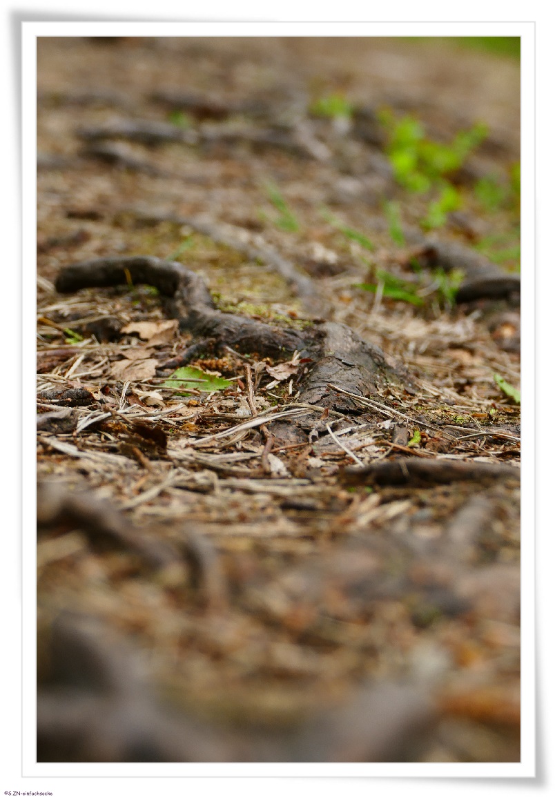 [Hundeblog] Einfach Socke Wenn sie könnte, dann würde sie sprechen….