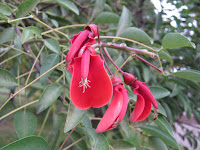 Ceibo photo flower image prado uruguay rosedal