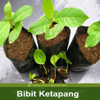 ciri ciri pohon bibit ketapang