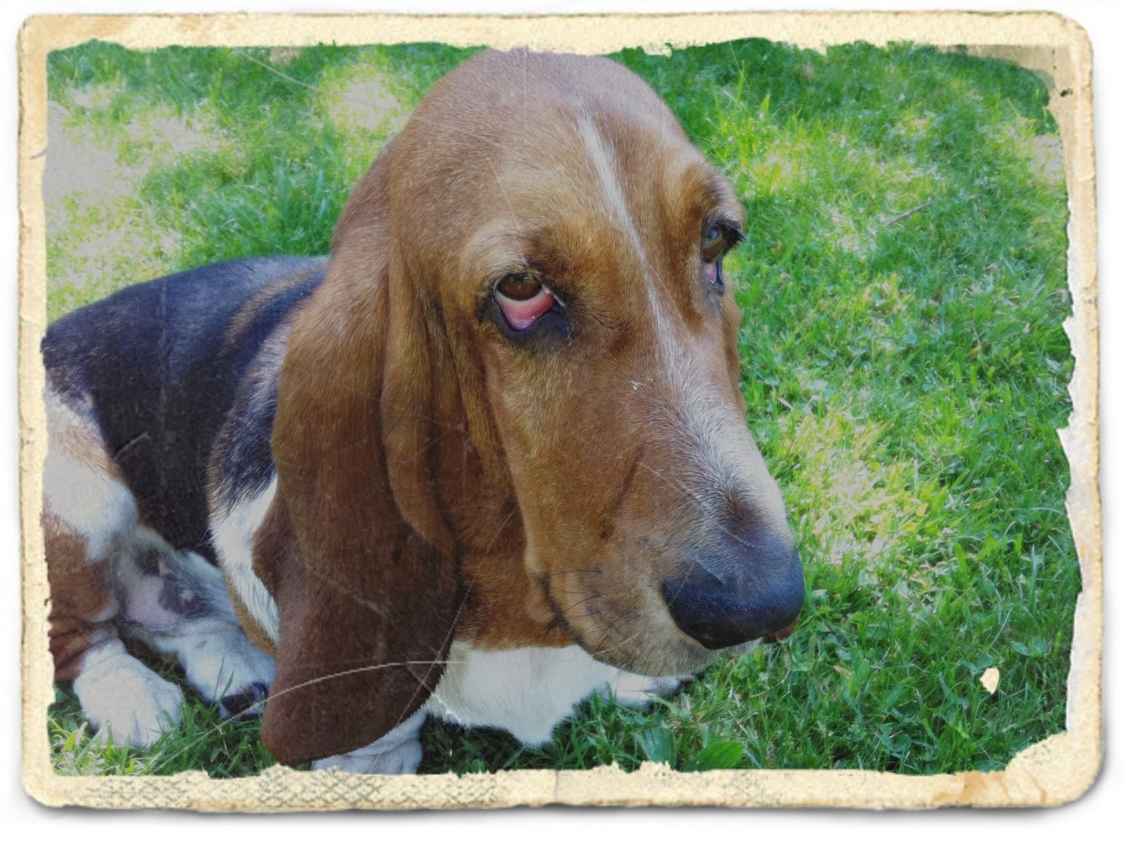 Küstenstoffnein, der Hund hat keine Bindehautentzündung )