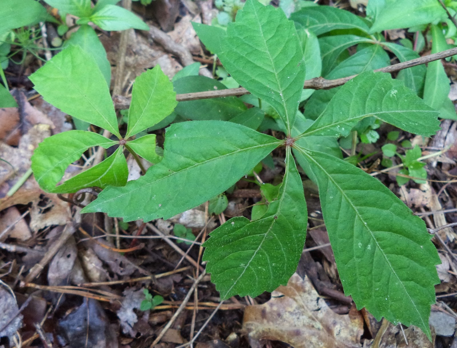 UGA Extension in Cobb County Leaves of Three...Poison Ivy in the Landscape