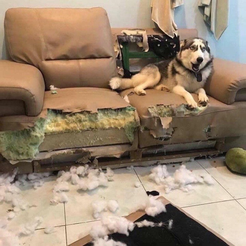Witziger Hund zerstört Couch - kaputtes Sofa