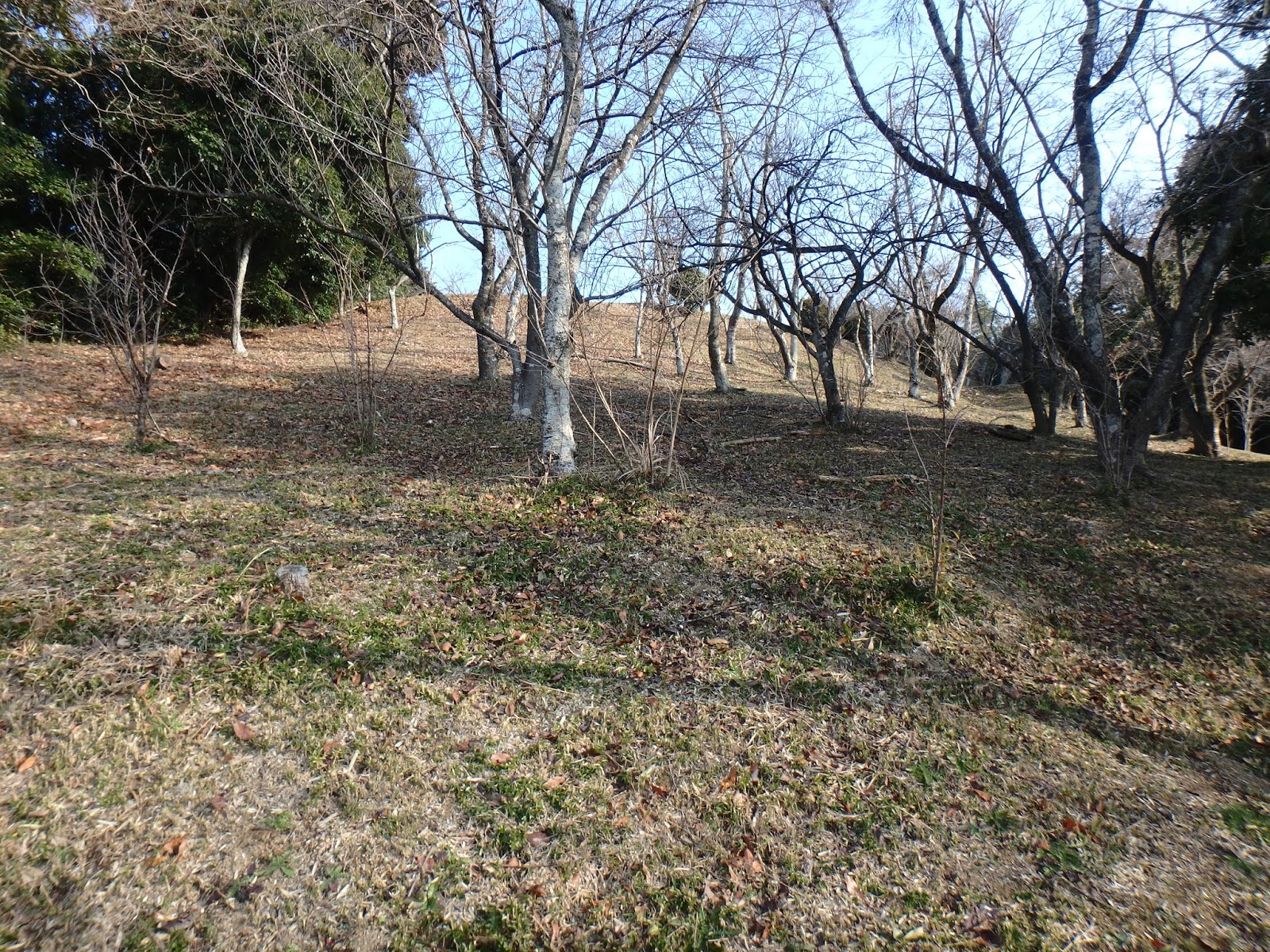 西国の山城 長門・由利城（山口県美祢市大嶺町東分字中村）
