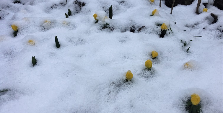 Erste Zwiebelblumen im Frühling Winterlinge im Schnee