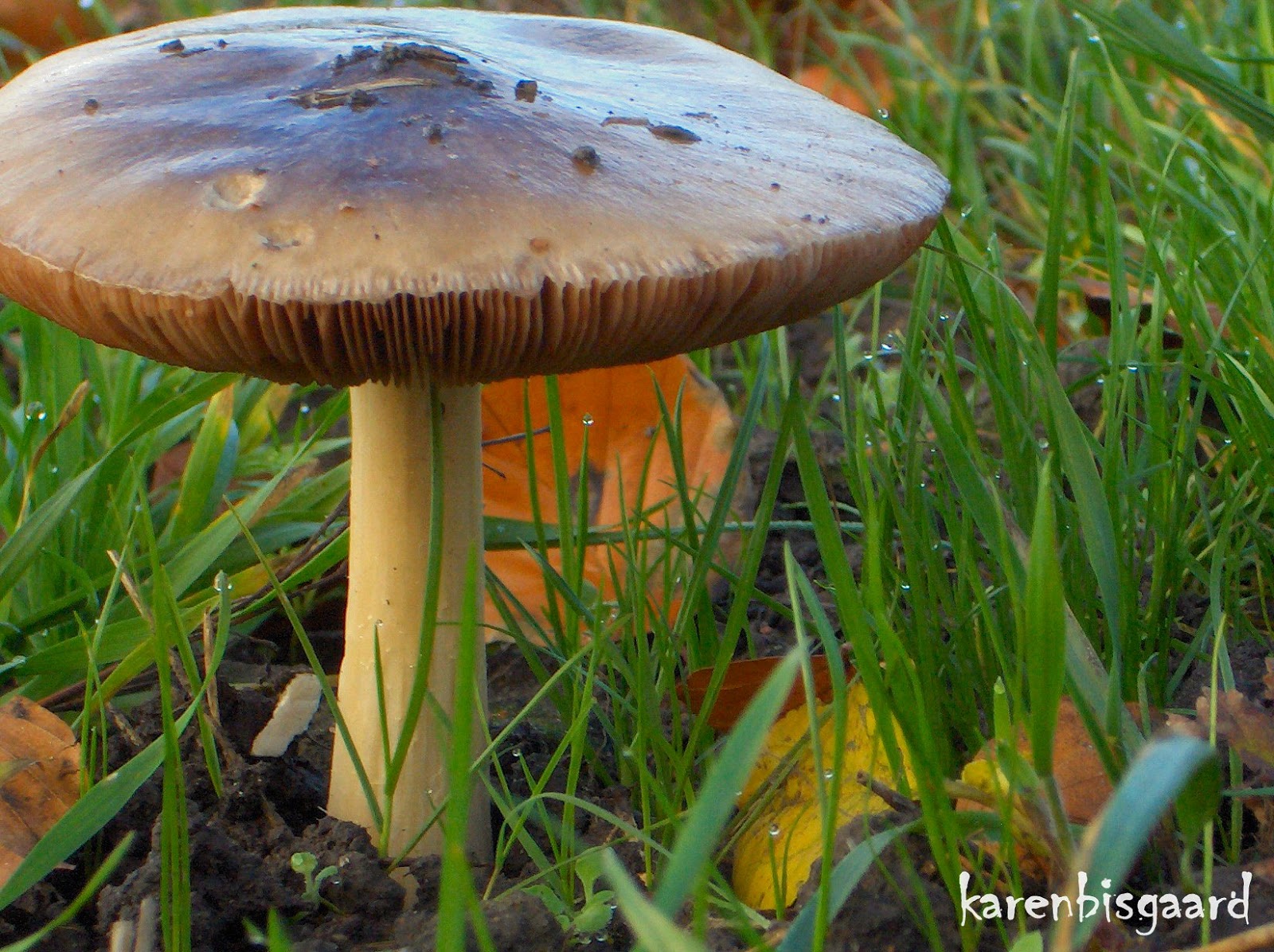 Karen`s Nature Photography Huge Brown Mushroom.
