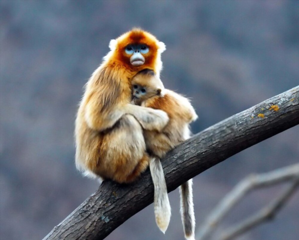 Golden Snub-Nosed Monkey: Most Amazing Monkeys