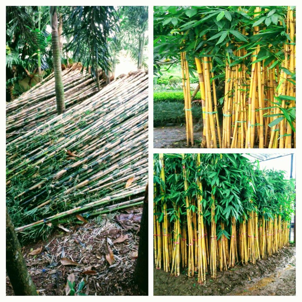 Download Tanaman Yang Cocok Di Depan Rumah Minimalis Pictures