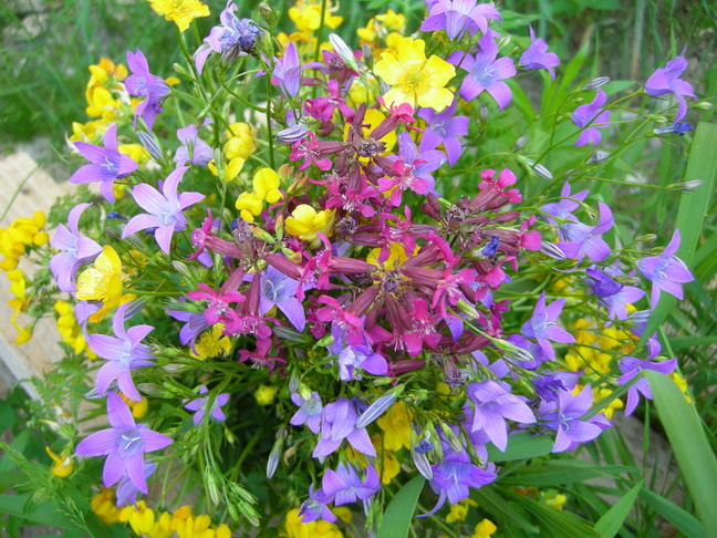 Полевые цветы фон. Уютный натюрморт. Фреска на стену полевые цветы. Лютик колокольчик. С 9 марта полевые цветы.