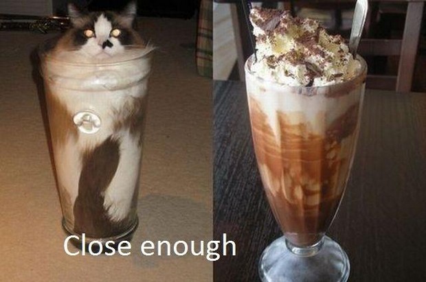proof that cats are liquids