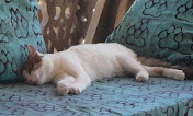 White Cat on Blue Sofa