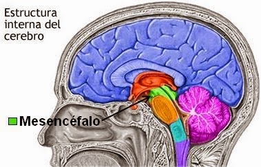 EL RINCÓN DEL MÉDICO: EL MESENCÉFALO